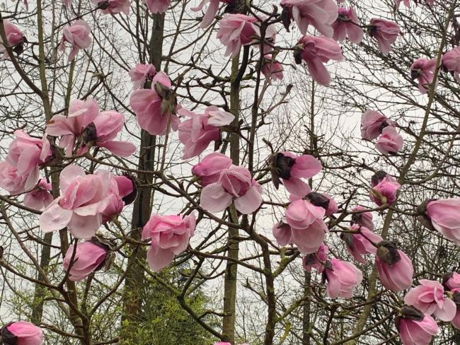 Magnolia 'Susanna van Veen'