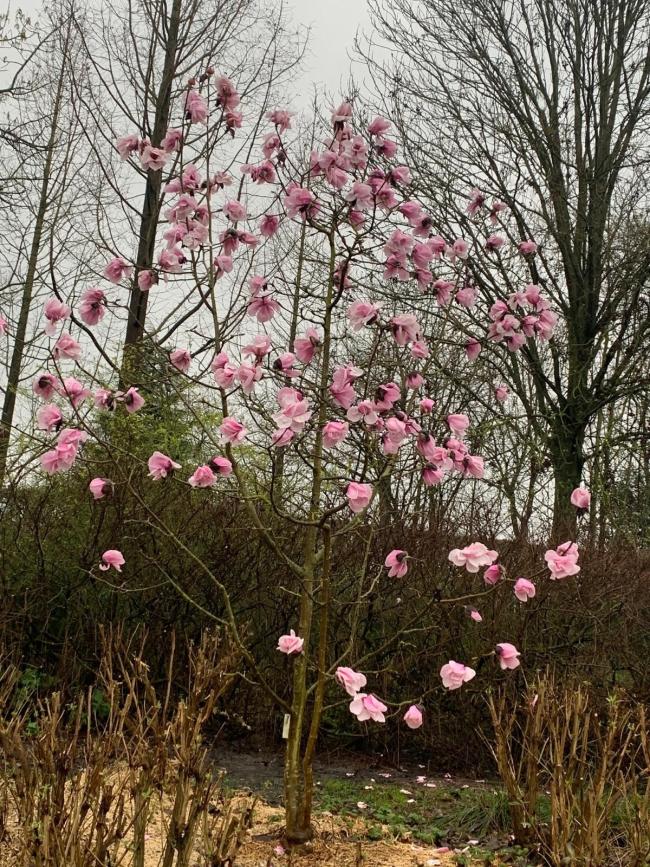 Magnolia 'Susanna van Veen'