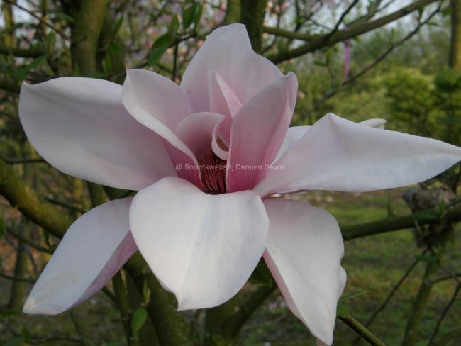 Magnolia 'Star Wars'