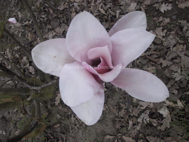 Magnolia 'Star Wars'