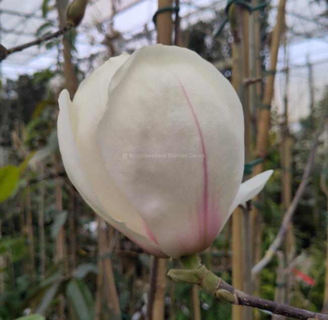 Magnolia 'Sybille'