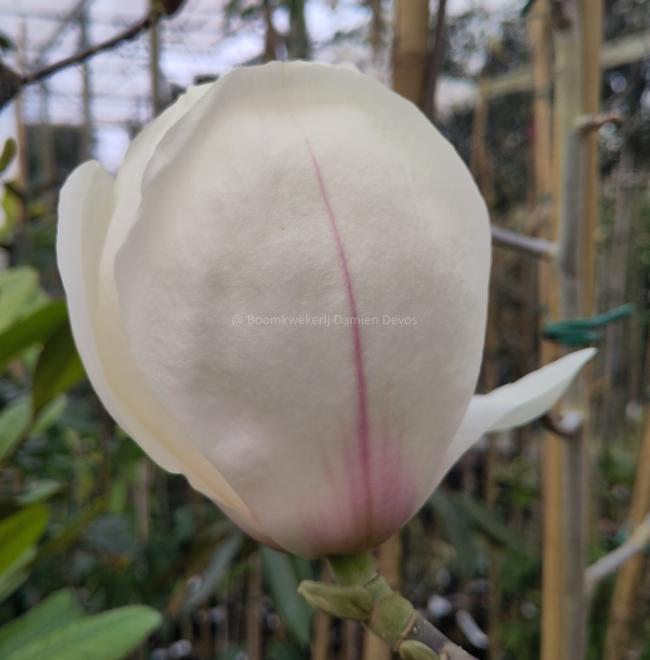 Magnolia 'Sybille'