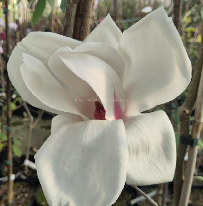 Magnolia 'Sybille'