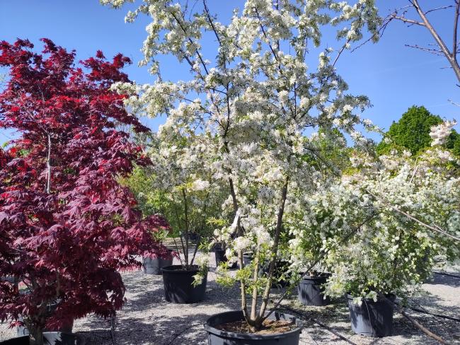 Malus toringo 'Brouwers Beauty'