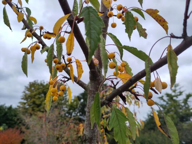 Malus toringo 'Brouwers Beauty'