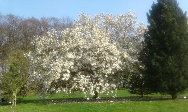 Magnolia 'Tina Durio'