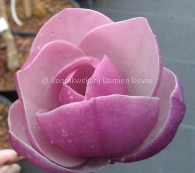 Magnolia 'Theodora' (x)