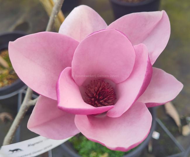 Magnolia 'Theodora' (x)