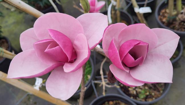 Magnolia 'Theodora' (x)