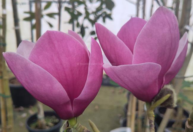Magnolia 'Theodora' (x)
