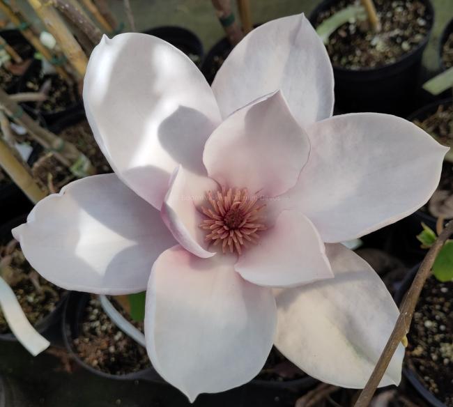 Magnolia 'Tikitere'