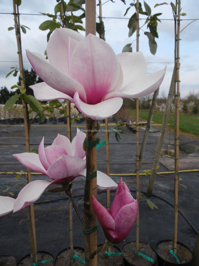 Magnolia 'Tikitere'