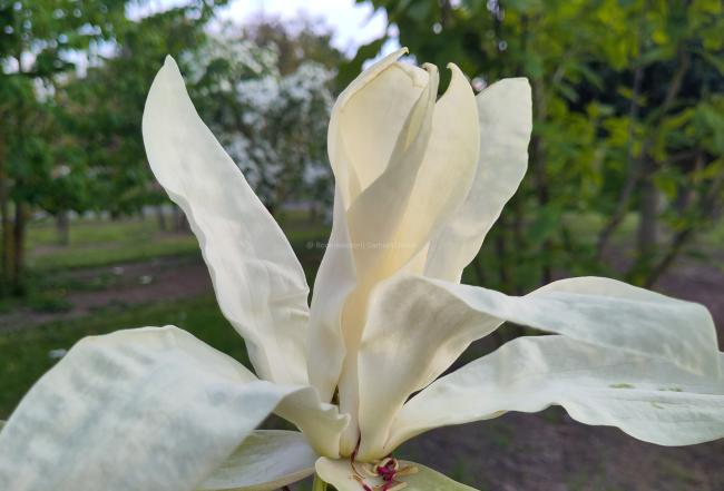 Magnolia tripetala