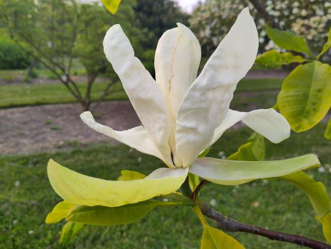 Magnolia tripetala
