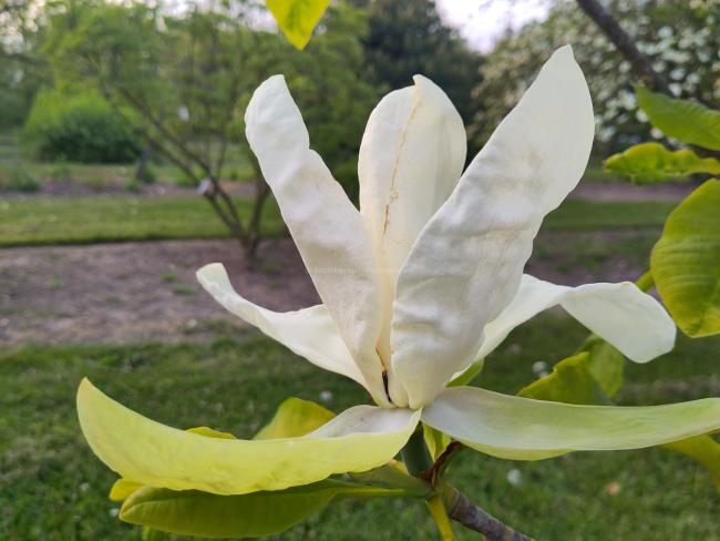Magnolia tripetala