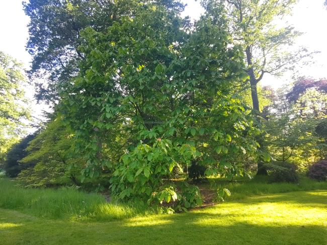 Magnolia tripetala