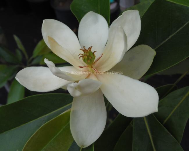Magnolia virginiana 'Aiken County'