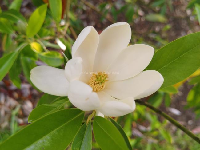 Magnolia virginiana var. australis