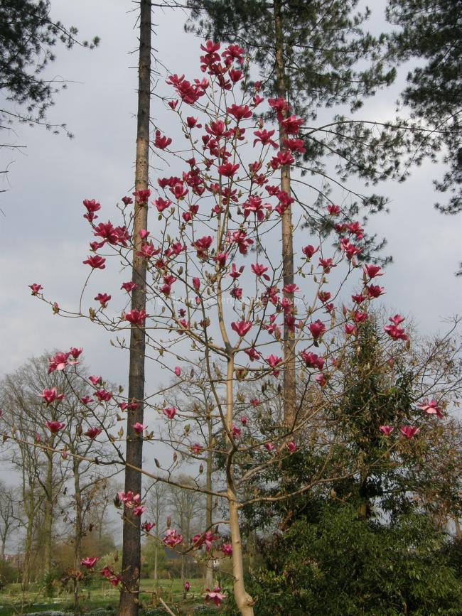 Magnolia 'Vulcan' (x)