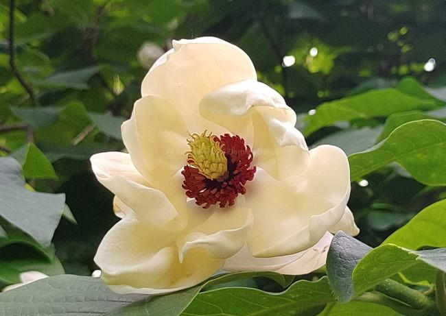 Magnolia wieseneri 'Aashild Kalleberg' (x)