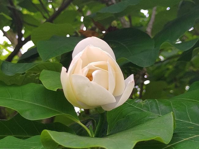 Magnolia wieseneri 'Aashild Kalleberg' (x)