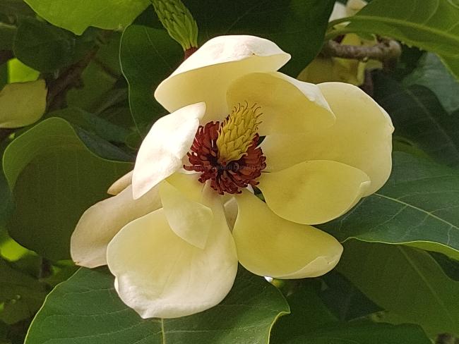 Magnolia wieseneri 'Aashild Kalleberg' (x)