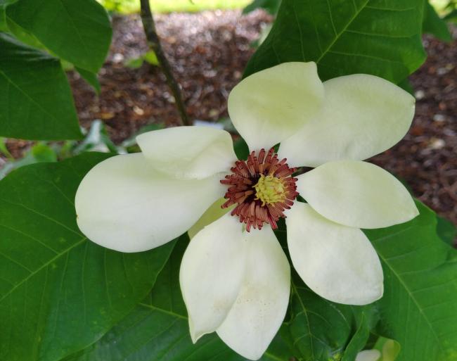 Magnolia wieseneri 'Aashild Kalleberg' (x)