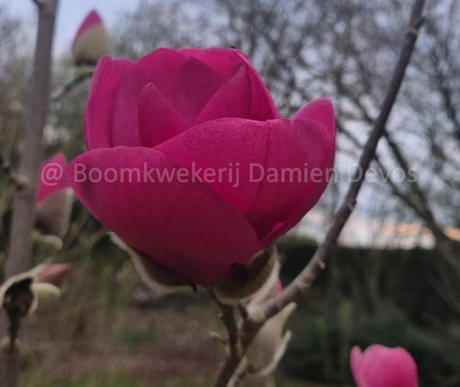 Magnolia 'Watermelon' ®