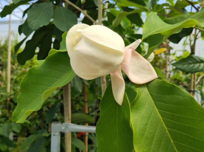 Magnolia wieseneri 'Charm & Fragrance'