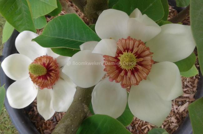 Magnolia wieseneri 'Hillier Clone'