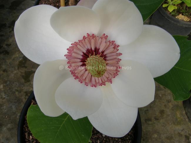 Magnolia wieseneri (x)