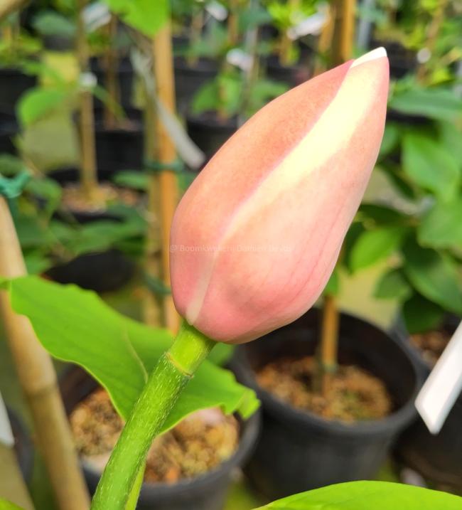 Magnolia wieseneri (x)