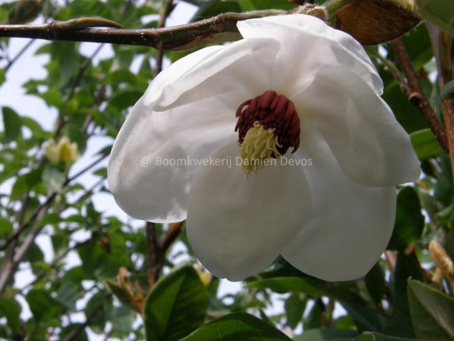 Magnolia wilsonii