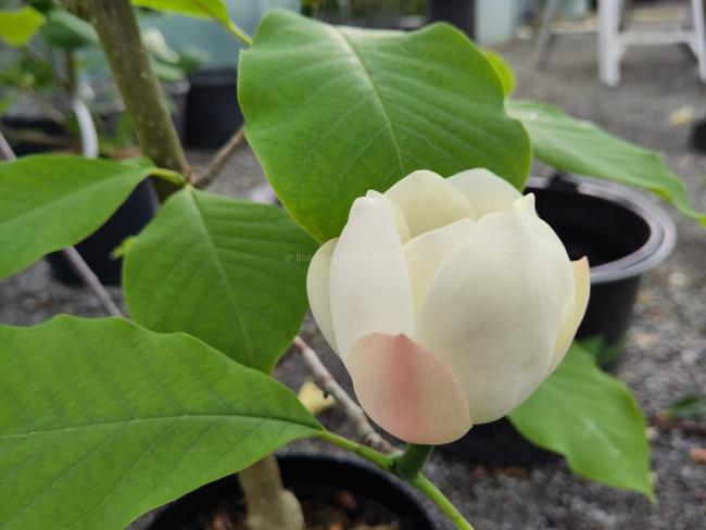 Magnolia wieseneri 'PDS 92247'