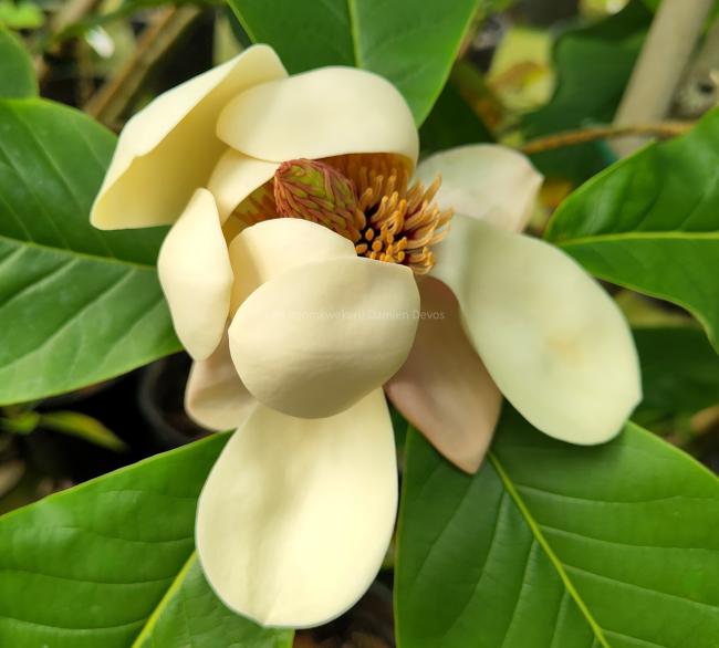 Magnolia 'William Watson'