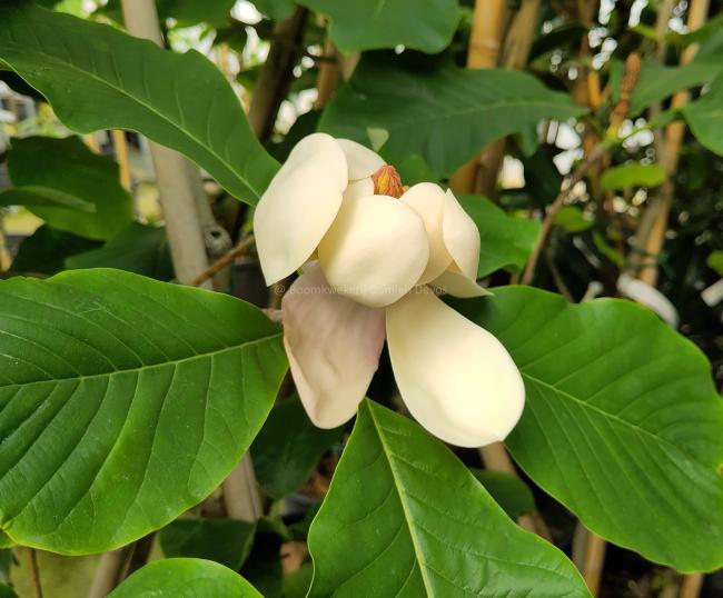 Magnolia 'William Watson'
