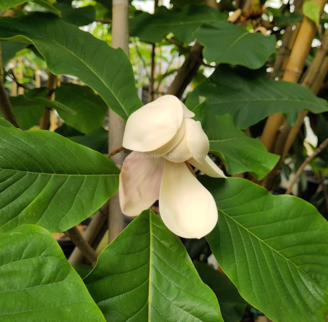 Magnolia 'William Watson'