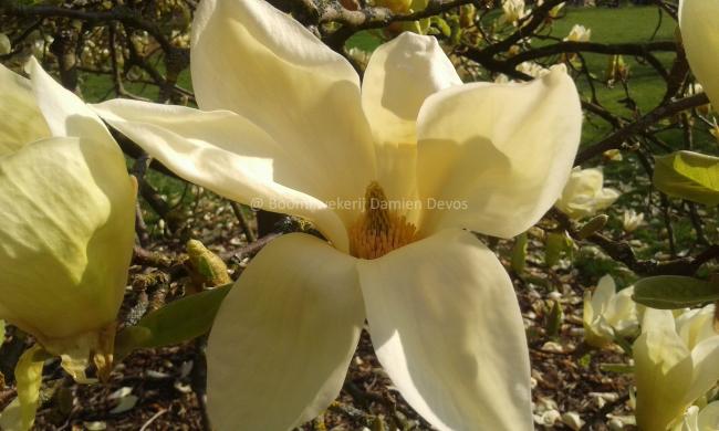 Magnolia 'Yellow Lantern'