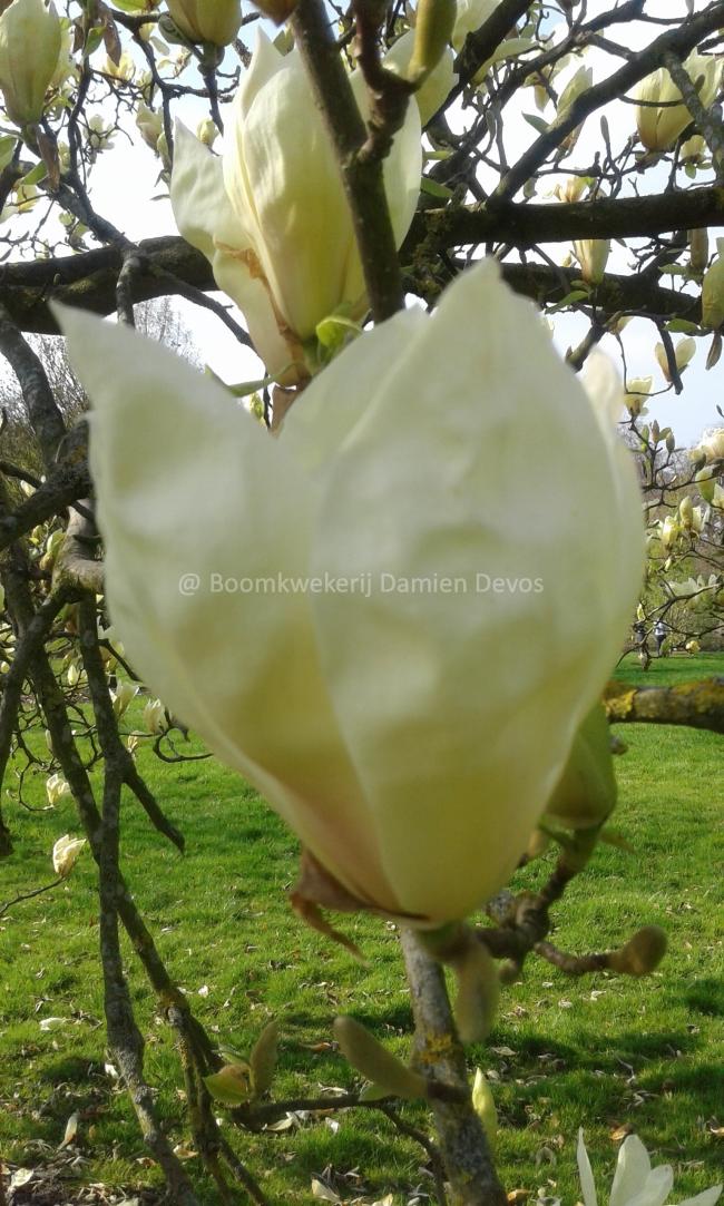 Magnolia 'Yellow Lantern'