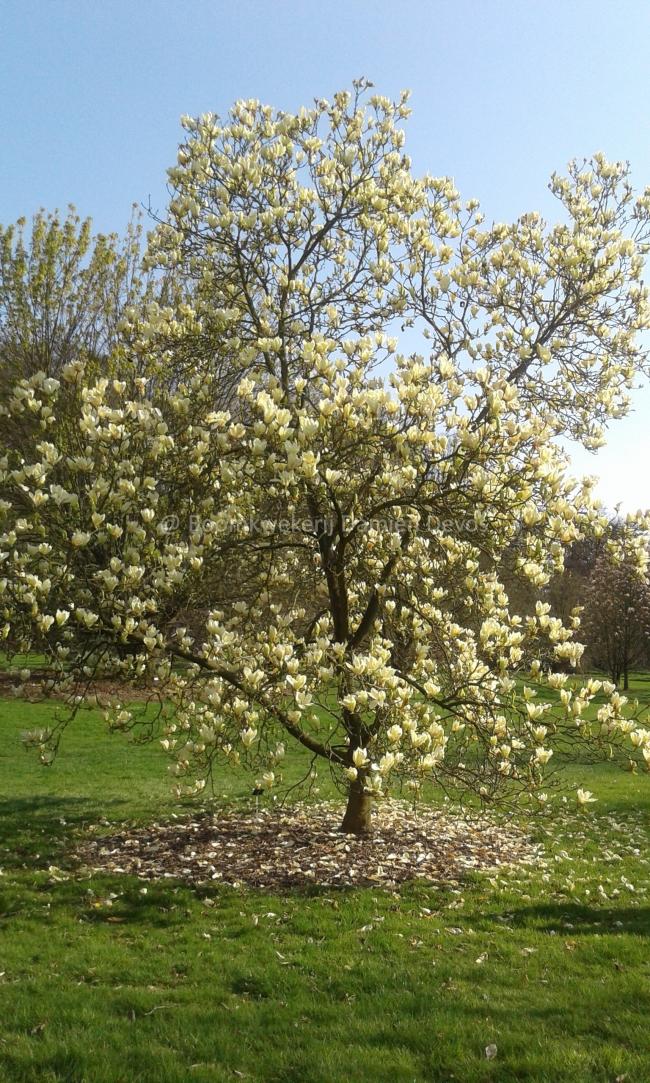 Magnolia 'Yellow Lantern'