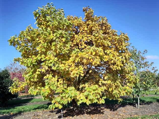 Magnolia 'Yellow Lantern'