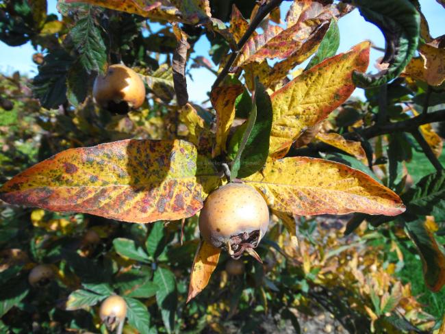 Mespilus germanica
