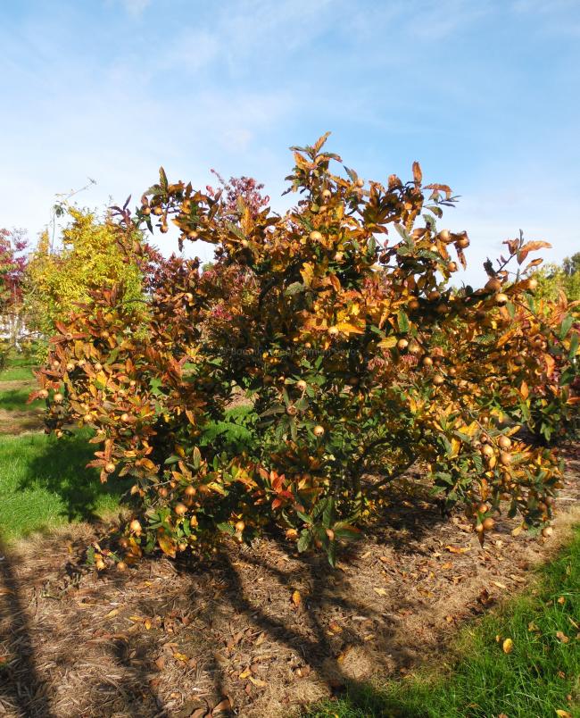 Mespilus germanica