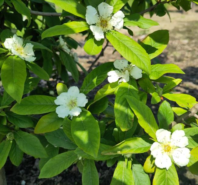Mespilus germanica