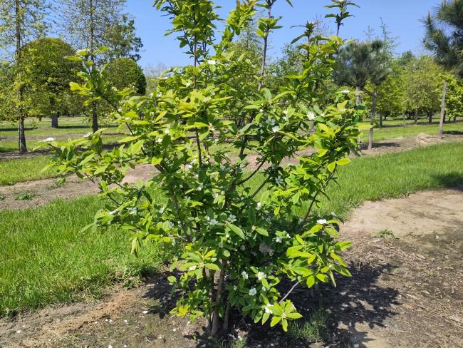 Mespilus germanica