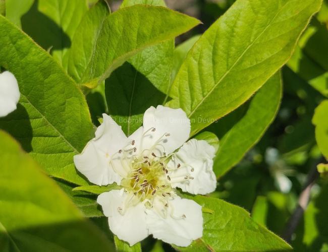 Mespilus germanica