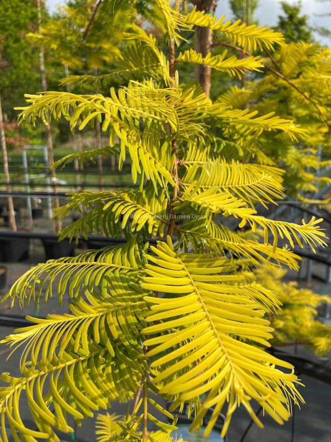 Metasequoia glyptostroboides 'Goldrush'
