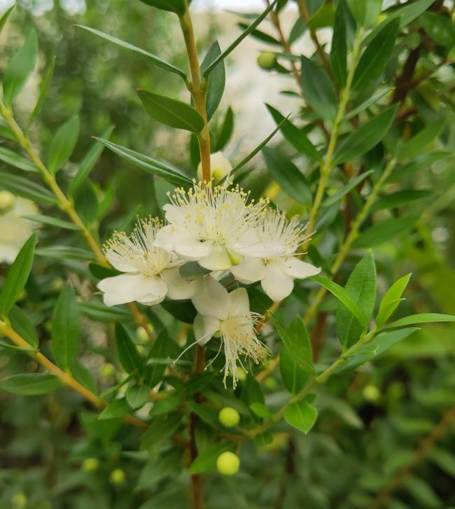 Myrtus communis var. tarentina