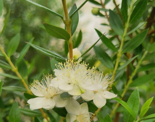 Myrtus communis var. tarentina