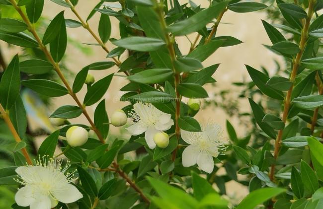 Myrtus communis var. tarentina